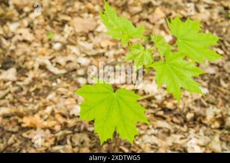 Sycamore im Sonnenlicht auf einem moosigen Waldboden. Acer pseudoplatanus, ein junger Ahornbaum aus Mitteleuropa, der auf dem Boden wächst. Schließen- Stockfoto