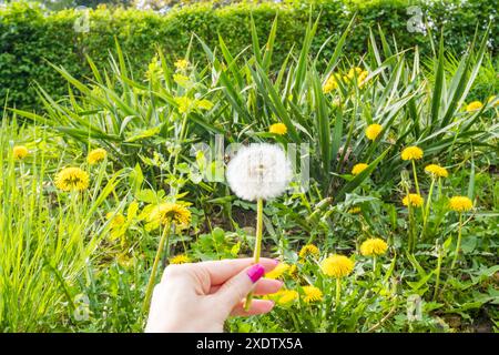Löwenzahn in Frauenhand mit Samen, die im Wind über einen klaren blauen Himmel mit Kopierraum wegwehen. Löwenzahn weiße Blüten in grüner Gras. Hohe Qualität Stockfoto