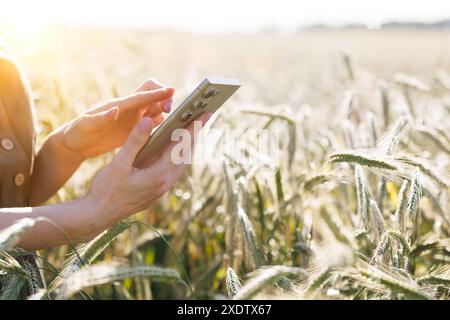 Junglandwirt schießt Weizen auf dem Feld mit einem Handy und überwacht die Weizenernte Stockfoto