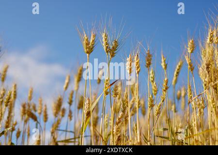 Feld reifer Weizen vor der Ernte vor blauem Himmel, Brotproduktionskonzept, selektiver Fokus Stockfoto