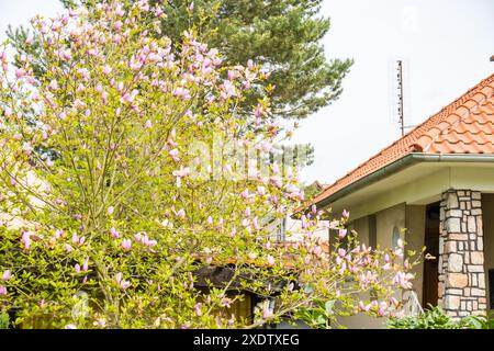 Blühen Sie den Aprikosenbaum. Aprikosenblüten mit weichem Fokus. Frühlingsrosa Blumen auf einem Baumzweig. Aprikosenbaum in Blüte. Hochwertige Fotos Stockfoto