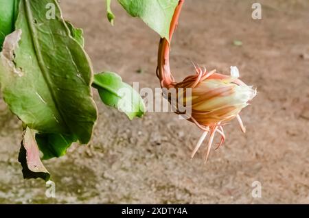 Ein Epiphyllum oxypetalum, auch bekannt als Lady of the Night, blüht. Stockfoto