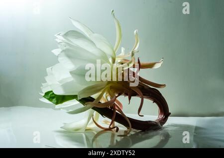 Eine geschnittene Dame der Nachtblumen vor weißem Hintergrund. Stockfoto