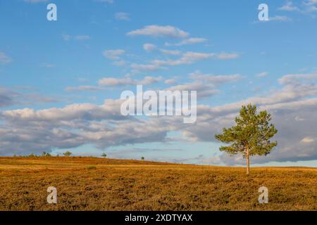 Heathland, Godshill, New Forest, England, Großbritannien Stockfoto