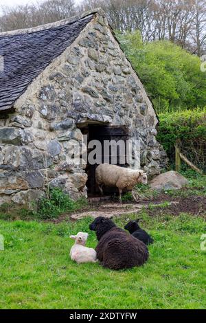 Schafe im Llainfadyn Cottage, Rhostryfan, St. Fagan's Folk Museum, Cardiff, Wales, Großbritannien Stockfoto