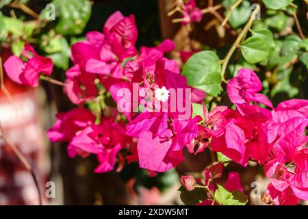 Bougainvillea, Papierblume Bougainvillea hybrida weicher Fokus mit unscharfem Hintergrund. Exotische, schöne kleine lila Bougainvillea Blume. Stockfoto