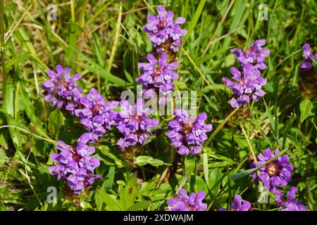 Blühende Prunella vulgaris, gemeinsame Selbstheilung, Heilung alles, im Gras. Minzfamilie Lamiaceae. Sommer, Juni, Niederlande. Stockfoto