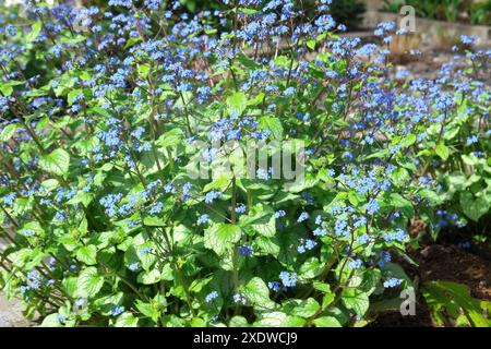 Sibirischer Bugloss (Brunnera macrophylla) - große Vergissmeinnicht, Largeleaf Brunnera oder Herzblatt - eine harte, krautige Staude, die als Bodendecke geschätzt wird. Stockfoto