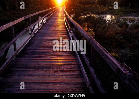 Promenade im Great Swamp National Wildlife Refuge, New Jersey Stockfoto