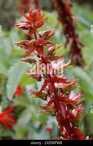 Honigblume, Melianthus Major, Melianthaceae. Auch bekannt als Riesenhonig-Blume oder Kruidjie-roer-my-nie. Berg Fynbos. Westkap, Südafrika. Stockfoto