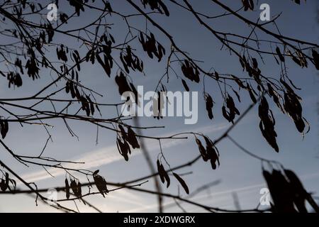 Samen hängen im Februar an Akazienzweigen, ein Akazienbaum mit Samen in Schoten bei sonnigem Wetter Stockfoto
