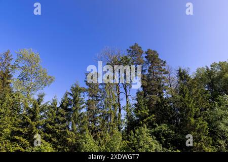 Laubbäume im Frühling bei sonnigem windigem Wetter, schönes junges Laub auf den Bäumen Stockfoto