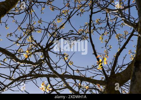 Lange Ohrringe von Walnussblüten während der Blüte, blühende Walnussbäume im Obstgarten Stockfoto