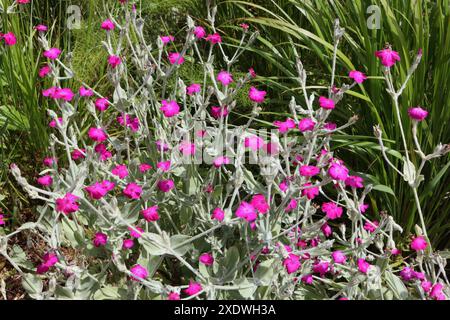 Rose Campion blüht Silene coronaria im grauen bis grünen Park Sheffield England UK Stockfoto