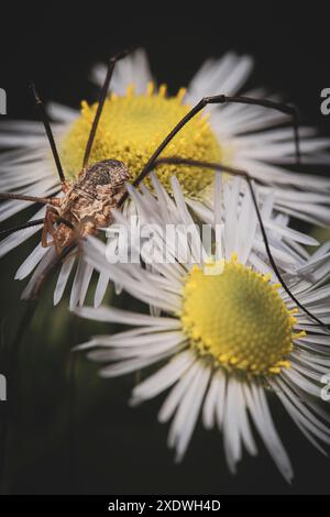 Makroporträt einer Papa-Langbeinspinne (Phalangium opilio), die auf kleinen Blumen sitzt Stockfoto