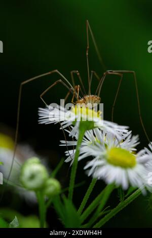 Makroporträt einer Papa-Langbeinspinne (Phalangium opilio), die auf kleinen Blumen sitzt Stockfoto