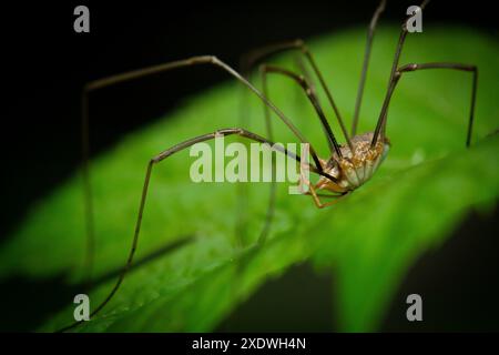 Makroporträt einer Papa-Langbeinspinne (Phalangium opilio), die auf grünem Blatt sitzt Stockfoto