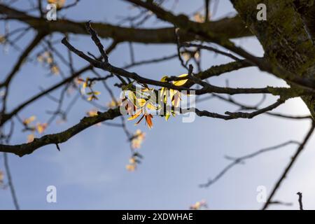 Lange Ohrringe von Walnussblüten während der Blüte, blühende Walnussbäume im Obstgarten Stockfoto