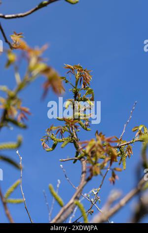 Lange Ohrringe von Walnussblüten während der Blüte, blühende Walnussbäume im Obstgarten Stockfoto