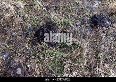 Maulwürfel und trockenes letztes Jahr auf dem Feld in den letzten Wintermonaten, gelbes und trockenes Gras im Winter nach der Schneeschmelze Stockfoto