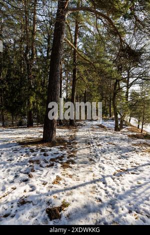 Bäume ohne Laub im Winter, Natur im Winter bei sonnigem Wetter Stockfoto