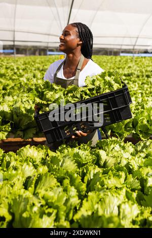 Afroamerikanischer Bauer erntet frischen Salat, hält Kiste in der Hydrokultur, Kopierraum Stockfoto