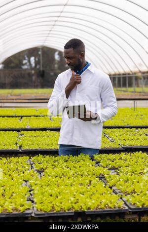 Mit Tablette, afroamerikanischer Landwirt, der im Bio-Hydrokultur-Gemüsegarten arbeitet Stockfoto