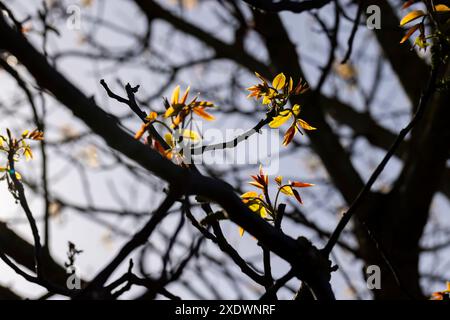 Lange Ohrringe von Walnussblüten während der Blüte, blühende Walnussbäume im Obstgarten Stockfoto