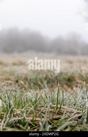 Gras bei Frost, bedeckt mit Eis und Schnee, wintergrünes Gras und Bäume Stockfoto