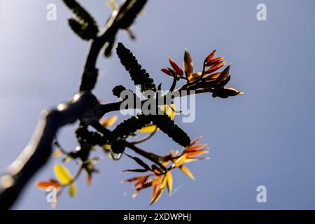 Lange Ohrringe von Walnussblüten während der Blüte, blühende Walnussbäume im Obstgarten Stockfoto