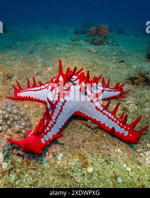 Afrikanischer roter Knopf Seestern, Protoreaster Linckii, Nosy Be, Madagaskar Stockfoto