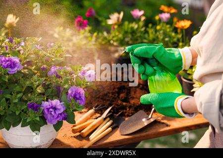 Frau pflegt Pflanzen und sprüht Blumen mit Wasser, Gartenkonzept, Pflanzenpflege, Neubepflanzung von Blumenpflanzen Stockfoto