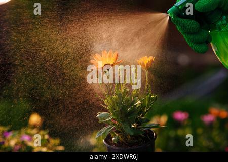 Gärtner bewässert Gartenblumen mit einem Sprinkler, pflegt Blumen, pflanzt Blumen im Frühjahr wieder an Stockfoto