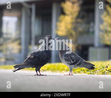 Zwei Tauben küssen sich auf der Straße in einem Park Stockfoto