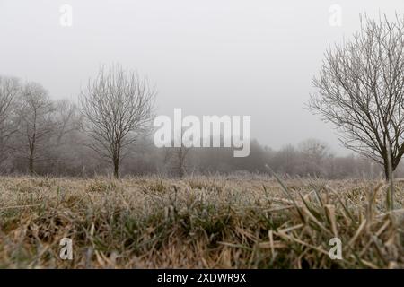 Gras bei Frost, bedeckt mit Eis und Schnee, wintergrünes Gras und Bäume Stockfoto