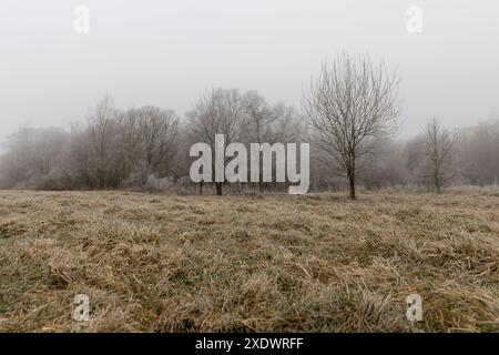 Gras bei Frost, bedeckt mit Eis und Schnee, wintergrünes Gras und Bäume Stockfoto