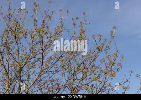 Lange Ohrringe von Walnussblüten während der Blüte, blühende Walnussbäume im Obstgarten Stockfoto