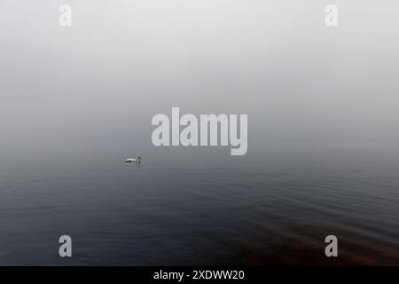 Schwäne schwimmen im See bei Nebel, Schwäne suchen im Winter nach Nahrung auf dem See bei Nebel Stockfoto