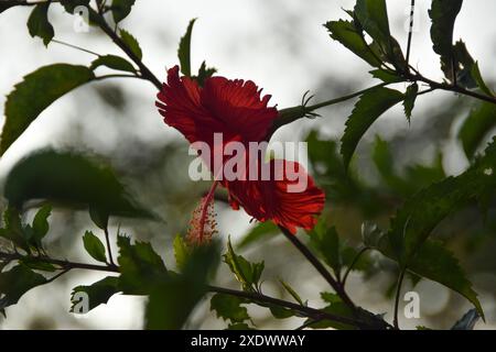 Hibiscus rosa-sinensis. Es ist eine tropische immergrüne Pflanze mit rosa Blüten und grünen Blättern am Morgen. Mit Bokeh-Hintergrund Stockfoto