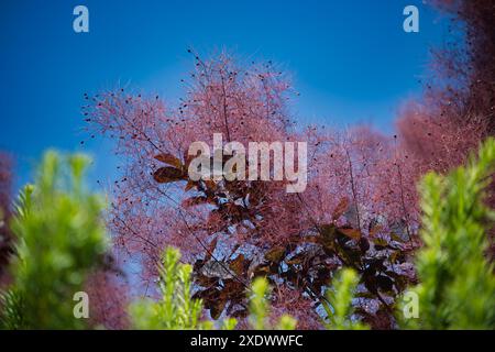 Wunderschönes Laub und flauschige Rauchbaumsamen in einem Garten, mit leuchtenden Farben, die sich vom klaren blauen Himmel abheben. Stockfoto