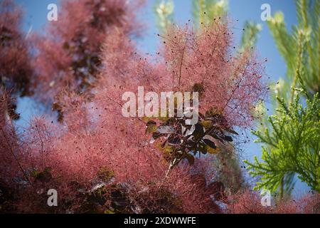 Wunderschönes Laub und flauschige Rauchbaumsamen in einem Garten, mit leuchtenden Farben, die sich vom klaren blauen Himmel abheben. Stockfoto