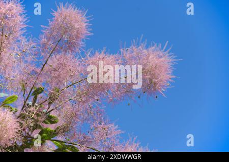 Nahaufnahme von königlich-violetten Rauchbuschzweigen mit zarten rosa Blüten vor einem klaren blauen Himmel im Sommer. Stockfoto