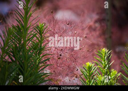 Wunderschönes Laub und flauschige Rauchbaumsamen in einem Garten, mit leuchtenden Farben, die sich vom klaren blauen Himmel abheben. Stockfoto