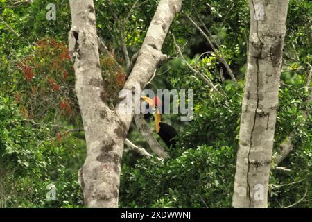 Ein männliches Individuum des Nashornvogels (Rhyticeros cassidix) sucht auf einem Baum in einem bewachsenen Gebiet in Bitung, Nord-Sulawesi, Imdonesien. Stockfoto