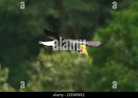 Ein weibliches Individuum des Nashornvogels (Rhyticeros cassidix) fliegt über einem Flachland-Waldgebiet in Bitung, Nord-Sulawesi, Indonesien. Stockfoto