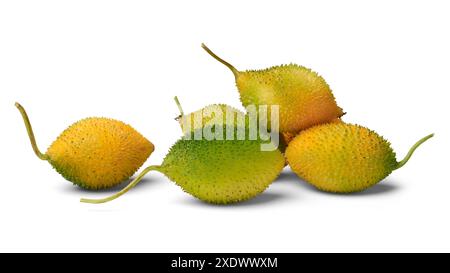 Dorn- oder Stachelkürbis isolierter weißer Hintergrund, Haufen von Teasle Kürbis oder bunten Balsambirne kleine dunkelgrüne und gelbe ovale Früchte Stockfoto