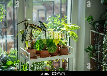 Zimmerpflanzen in Töpfen auf dem Wagen zu Hause. Zimmerpflanzen Alocasia Bambino, Anthurium, Philodendron Stockfoto