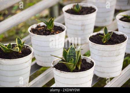 Sansevieria trifasciata wächst in einem kleinen Topf. Sansevieria trifasciata im Garten Stockfoto