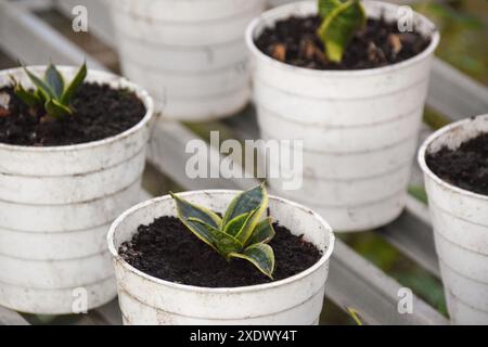 Sansevieria trifasciata wächst in einem kleinen Topf. Sansevieria trifasciata im Garten Stockfoto