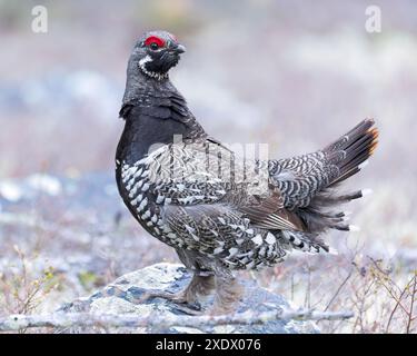 Ein Fichtenhühner in einer Zuchtausstellung im Norden von Saskatchewan. Stockfoto